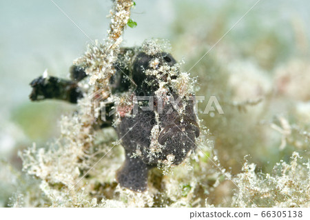Frogfish 66305138