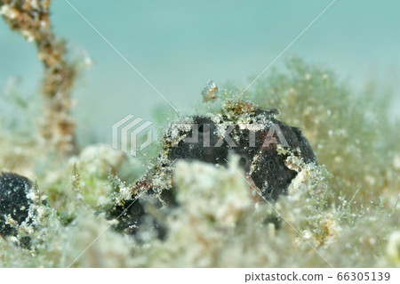 Frogfish 66305139