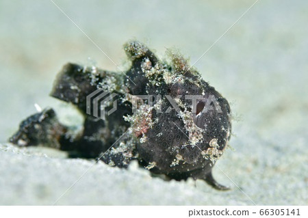 Frogfish 66305141