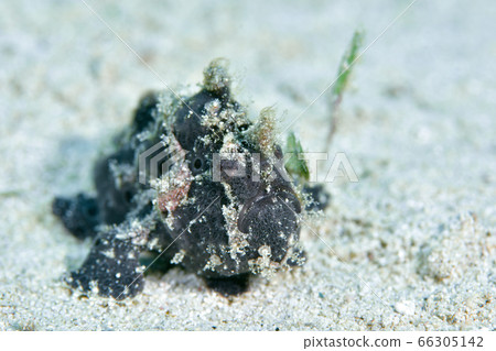 Frogfish 66305142