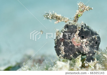 Frogfish Frogfish 66305143