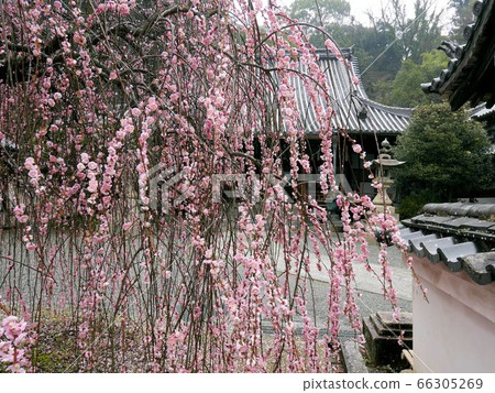 Luxurious weeping plums that decorate the grounds of Saihoji Temple (Takehara City, Hiroshima Prefecture) Luxurious weeping plums that decorate the grounds of Saihoji Temple (Takehara City, Hiroshima Prefecture) 66305269