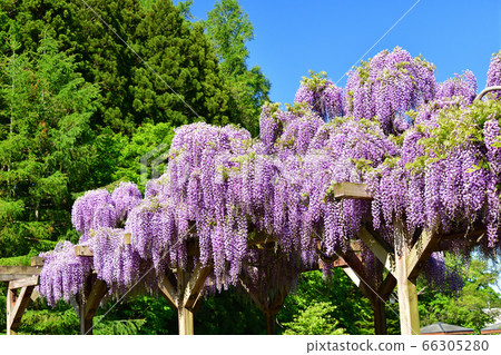 Shooting wisteria flowers in full bloom at Asatsube town road station in Hokkaido in early summer Shooting wisteria flowers in full bloom at Asatsube town road station in Hokkaido in early summer 66305280
