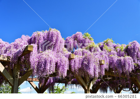 Shooting wisteria flowers in full bloom at Asatsube town road station in Hokkaido in early summer Shooting wisteria flowers in full bloom at Asatsube town road station in Hokkaido in early summer 66305281