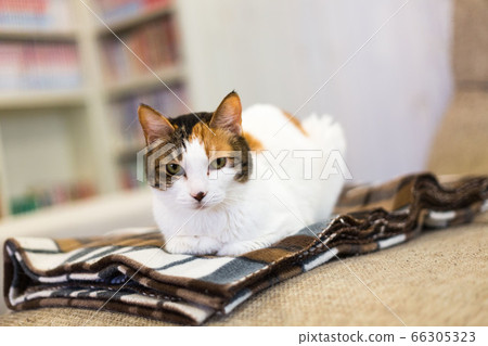 Cat Cafe Japanese Bobtail 66305323