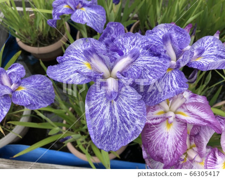 Higo iris Higo iris 66305417