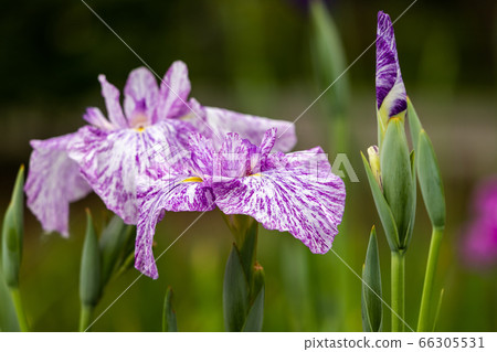 Colorful iris flowers, Katsushika-ku, Tokyo, Japan Colorful iris flowers, Katsushika-ku, Tokyo, Japan 66305531