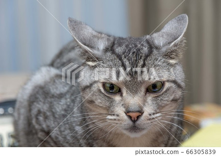 Cat staring at Sabatra cat 66305839