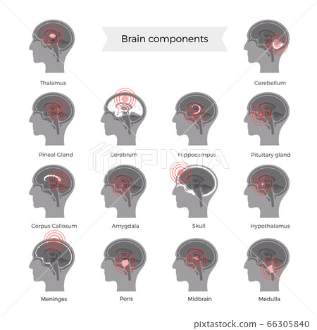 Pain Brain Illustration Pain Brain Illustration 66305840