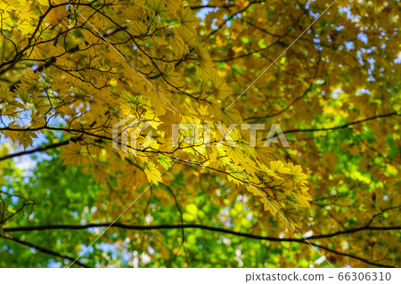 Yellow maple maple 66306310