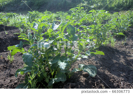 Potato Inca Awakening Seedlings Potato Inca Awakening Seedlings 66306773