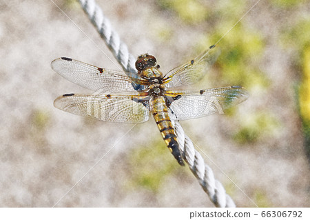 Yotsuboshi Dragonfly watercolor painting Yotsuboshi Dragonfly watercolor painting 66306792