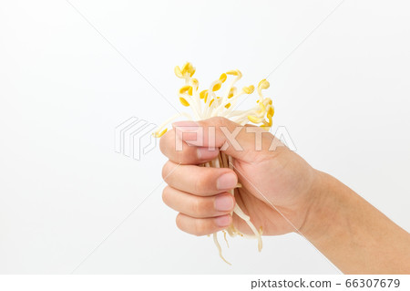 豆芽 豆芽 66307679