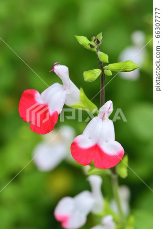 Cherry sage 66307777