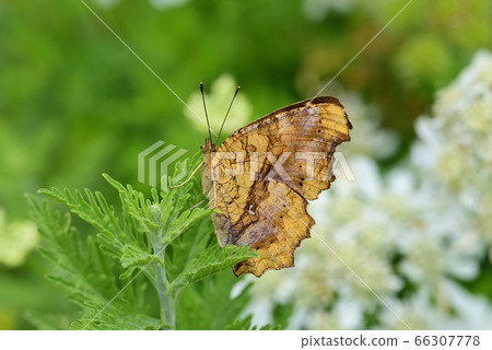 Kitatteja Kitatteja 66307778