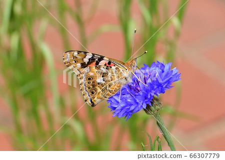 Shark's beard 66307779