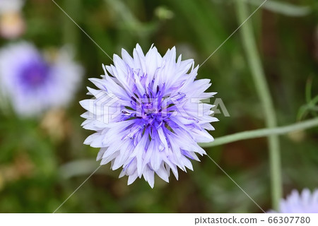 Yakkermuthau 66307780