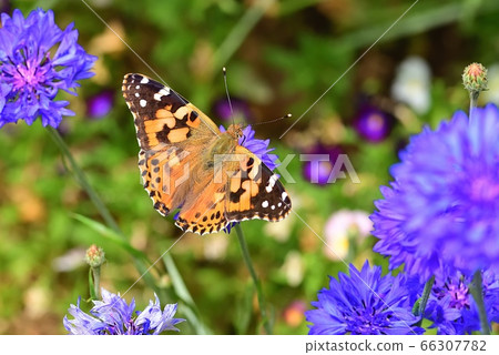 Shark's beard 66307782