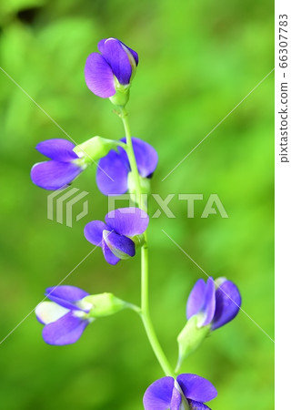 Sendaii Haagi 66307783