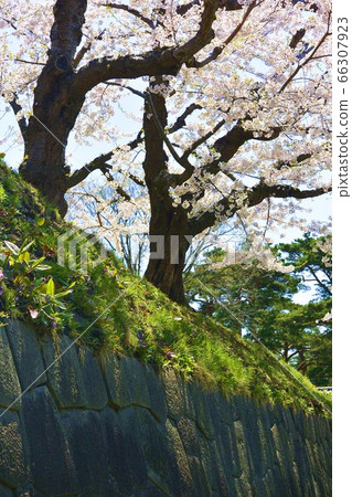 櫻花和石垣 66307923