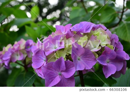 Hydrangea on the early morning promenade Hydrangea on the early morning promenade 66308106