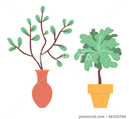 Houseplants in Pots or Vases Plants Foliage Vector 66308766