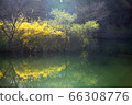 Nature, scenery, cherry blossoms, our country, dragonfly 66308776