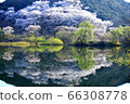 Nature, scenery, cherry blossoms, our country, dragonfly 66308778