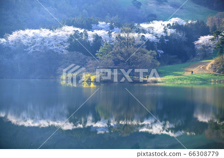 Nature, scenery, cherry blossoms, our country, dragonfly Nature, scenery, cherry blossoms, our country, dragonfly 66308779