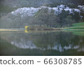 Nature, scenery, cherry blossoms, our country, dragonfly 66308785