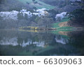 Nature, scenery, cherry blossoms, our country, dragonfly 66309063