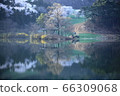 Nature, scenery, cherry blossoms, our country, dragonfly 66309068