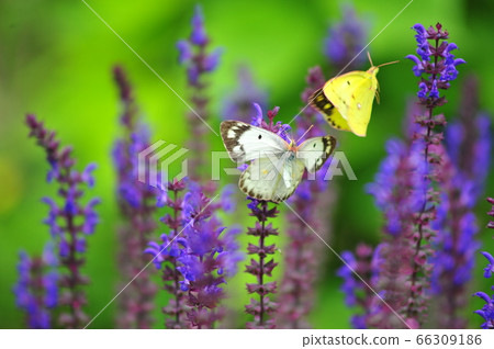 兩隻蝴蝶在花園裡跳舞兩隻蝴蝶在花園裡跳舞 66309186