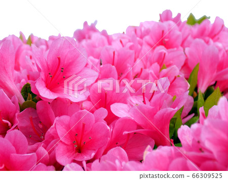 小月杜鵑花“伊勢小町”白色背景杜鵑花印度杜鵑花摳圖 66309525