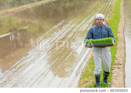 Men carrying seedlings for rice planting Men carrying seedlings for rice planting 66309893