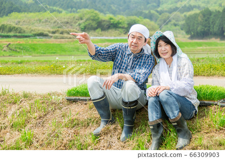 幾位農民在水稻種植之間的道路上休息 幾位農民在水稻種植之間的道路上休息 66309903