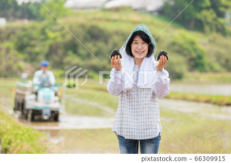 Woman with rice ball in rice field Woman with rice ball in rice field 66309915