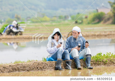 A farmer's couple having lunch on the road between rice paddies 66309918