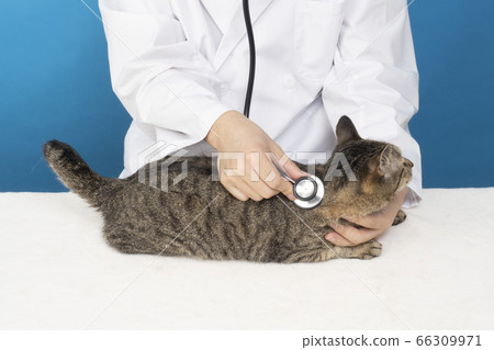 獸醫將聽診器應用於一隻貓的手 66309971