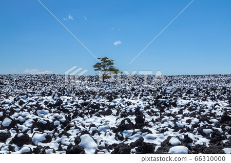 春季熔岩流和一棵樹 春季熔岩流和一棵樹 66310000