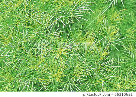 Cosmos leaf watercolor 66310651