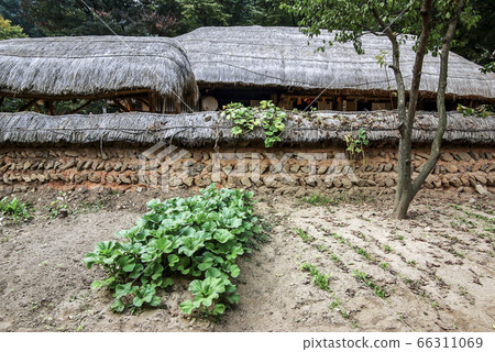 韓國民俗村步行 66311069