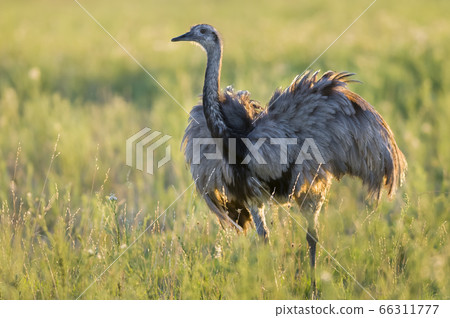 Greater rhea, Pampas. 66311777