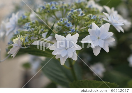 花園裡的白色繡球花，墨田煙火 66312057