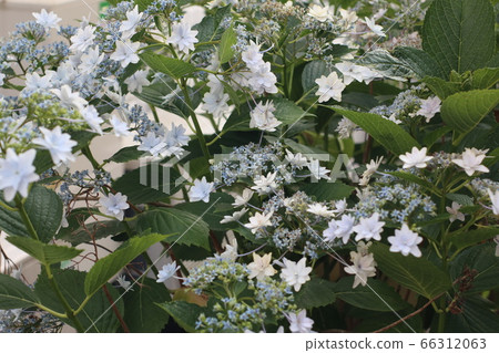 花園裡的白色繡球花,墨田煙火 花園裡的白色繡球花,墨田煙火 66312063