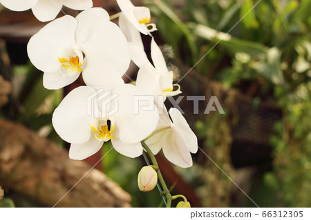 Close up of white phalaenopsis orchid flowers is blooming in the garden. 66312305