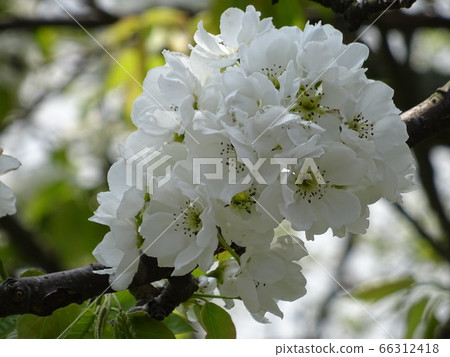 Yamanashi 2 Yamanashi 2 66312418