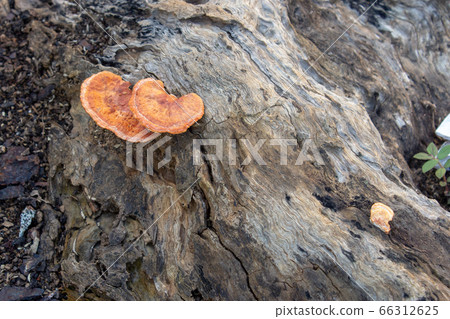 Mushrooms growing on a dead tree's trunk 66312625