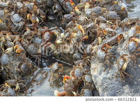 A crowd of crabs on a beach rocky shore A crowd of crabs on a beach rocky shore 66312821
