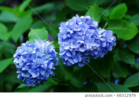 繡球雙 繡球雙 66312979